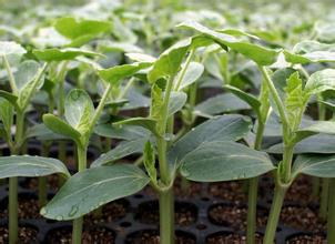 博爱哪有卖西瓜苗,修武嫁接2k\美都西瓜苗育苗厂2026