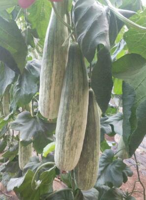 衡水哪有卖羊角蜜甜瓜苗,枣强嫁接甜瓜苗育苗厂家